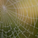 Professional Photography Elevates Grand Prairie TX Web Design