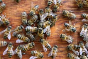 beekeeping-supplies-640x480-10656247.jpeg