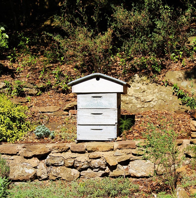 beekeeping supplies