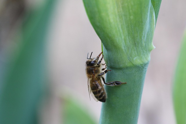 beekeeping supplies