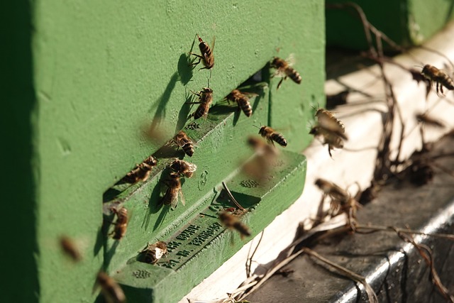 beekeeping supplies