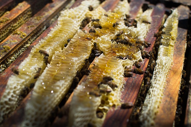 beekeeping supplies