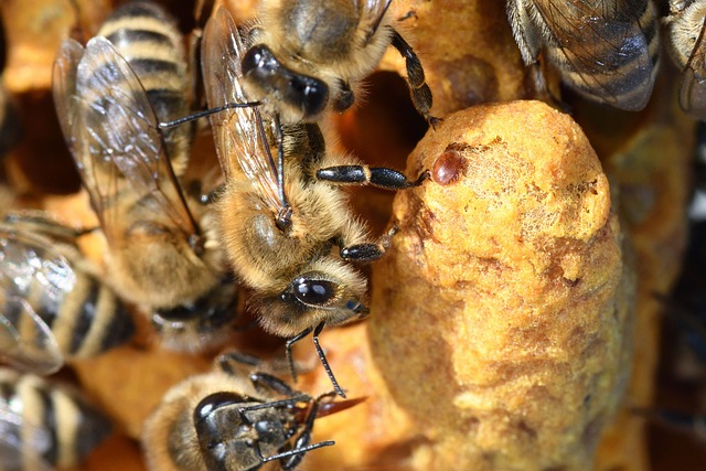 beekeeping supplies