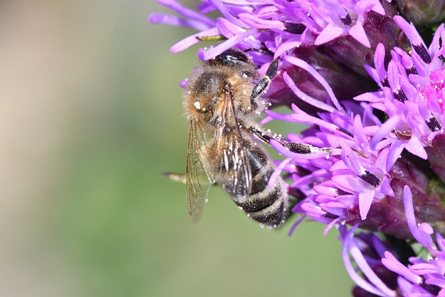 beekeeping supplies