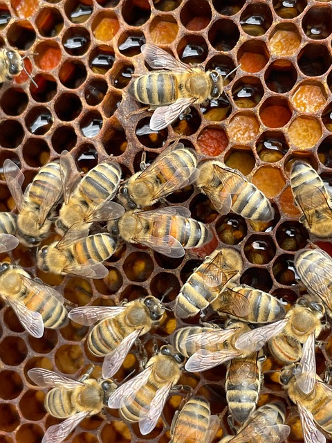 beekeeping supplies