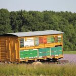 Master Beekeeping: Essential Tools and Techniques for Success