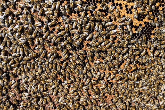 beekeeping supplies