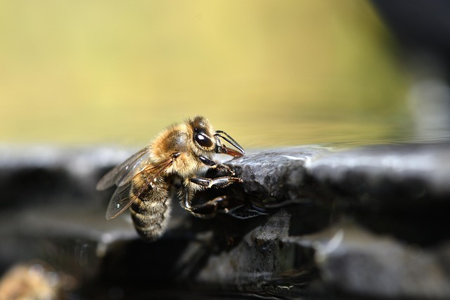 beekeeping supplies