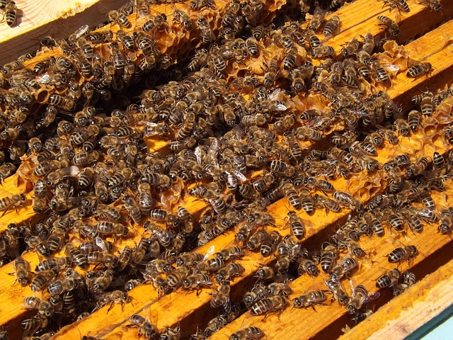 beekeeping supplies