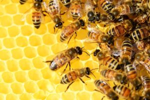 beekeeping-supplies-640x480-50333615.jpeg