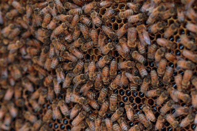 beekeeping supplies