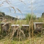 Mastering Beekeeping: Tools & Digital Solutions for Bee Management