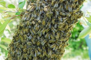 beekeeping-supplies-640x480-65777523.jpeg