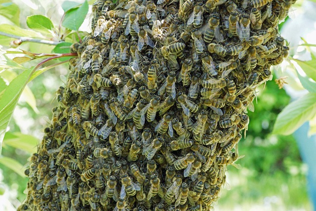 beekeeping supplies