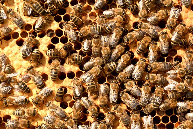 beekeeping supplies