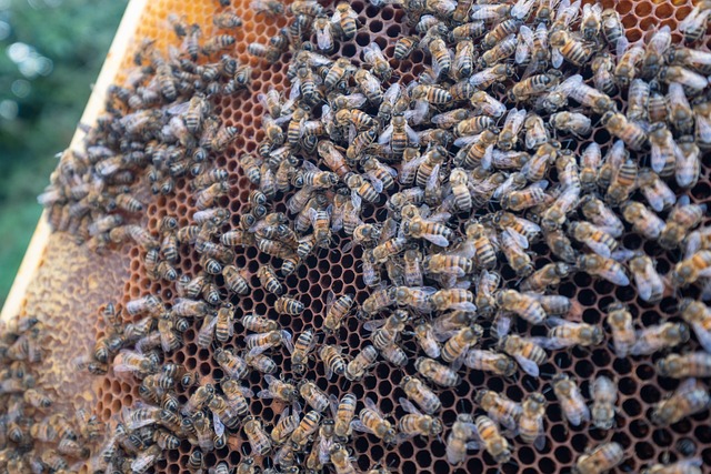 beekeeping supplies