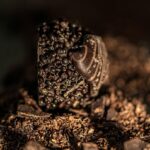 Chocolate Molds: Crafting Unique Shells with Creative Techniques