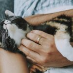 Master Content Planning with St. Louis Editorial Calendars