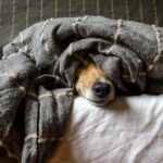 Store Dog Thermometers: Safe, Accessible, Longevity Tips