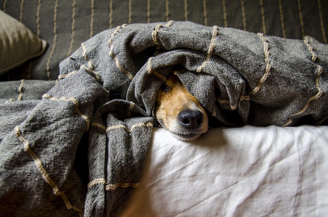 dog-thermometers-640x480-17112406.jpeg