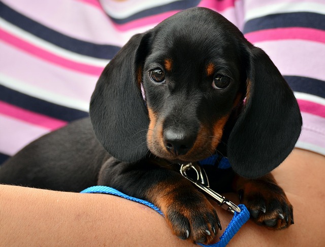 dog thermometers