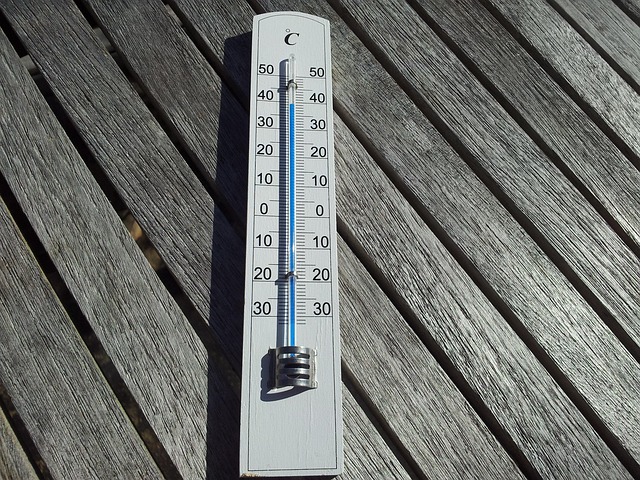 dog thermometers