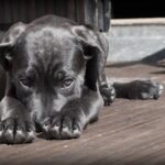 Dog Thermometers: Essential Care, Science, & Safety Guide