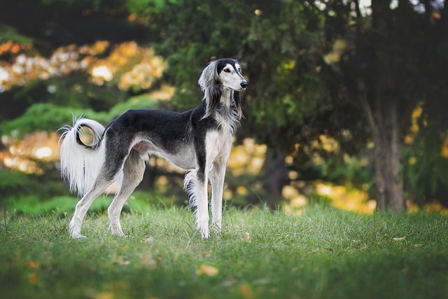dog thermometers