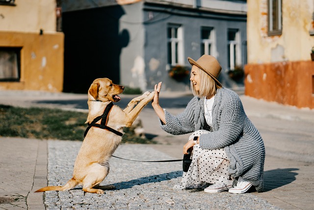 dog thermometers
