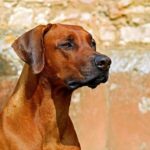 Revolutionize Pet Care: App Integration for Dog Thermometers