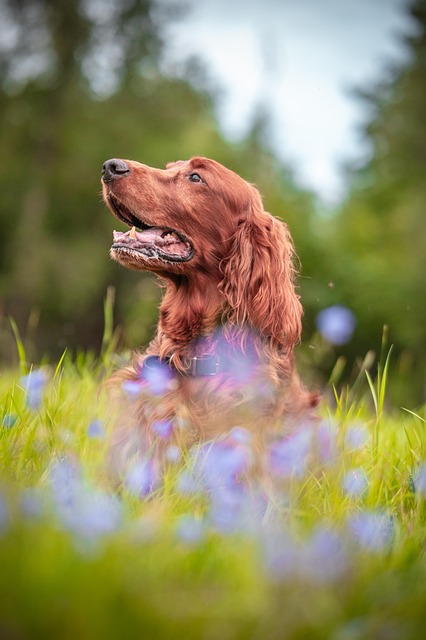 dog thermometers