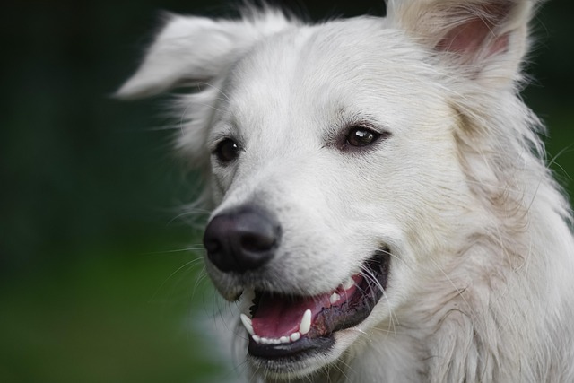 dog thermometers