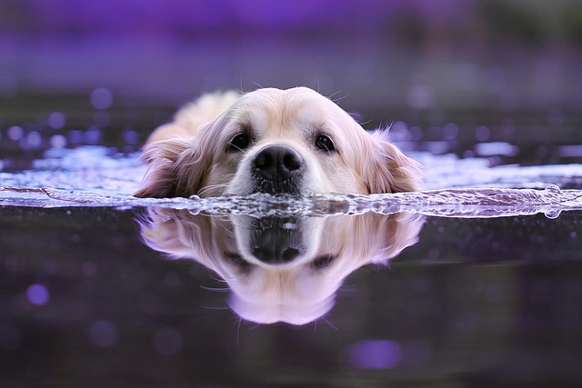 dog thermometers