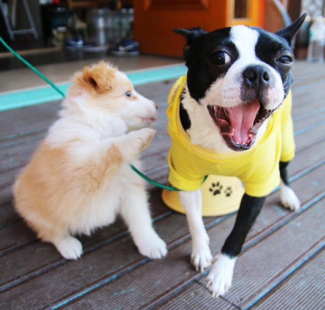 dog thermometers