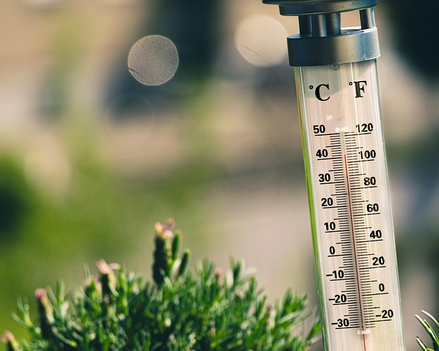 dog thermometers