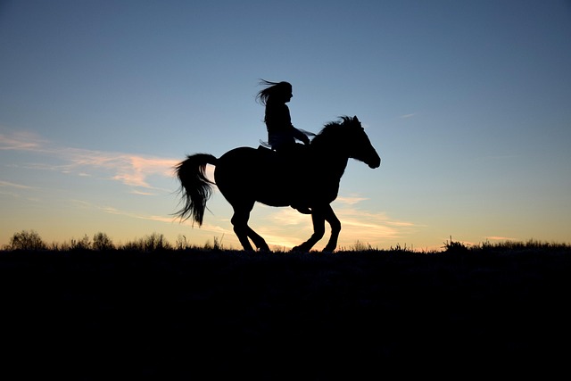 equestrian equipment