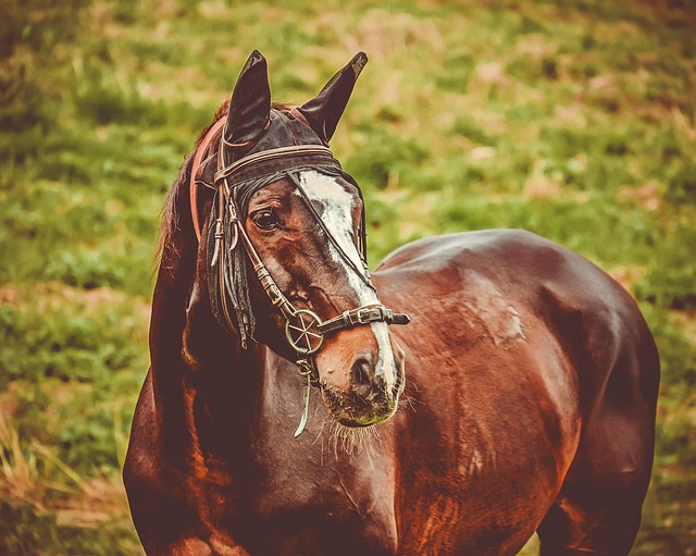 equestrian equipment