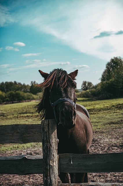 equestrian equipment