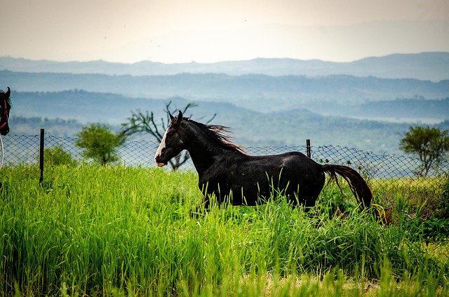 equestrian equipment