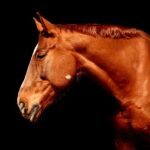 Equestrian Equipment: Safe, Customized Trailering for Your Horse