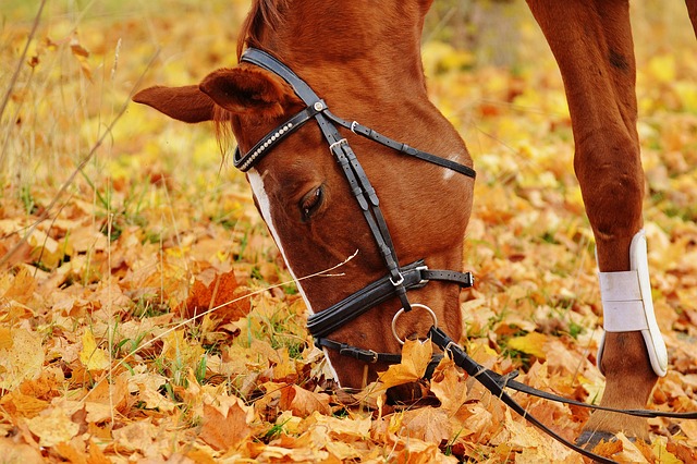equestrian equipment