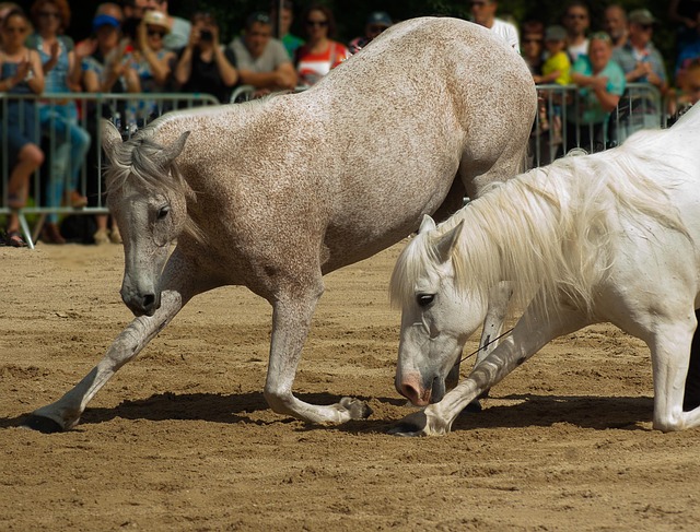 equestrian equipment