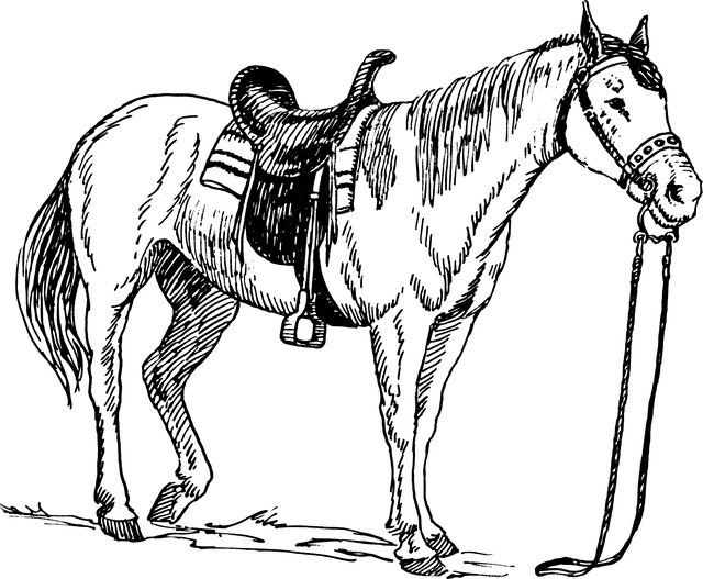 equestrian equipment