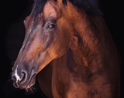 equestrian-equipment-640x480-73315817.jpeg