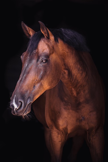 equestrian-equipment-640x480-73315817.jpeg