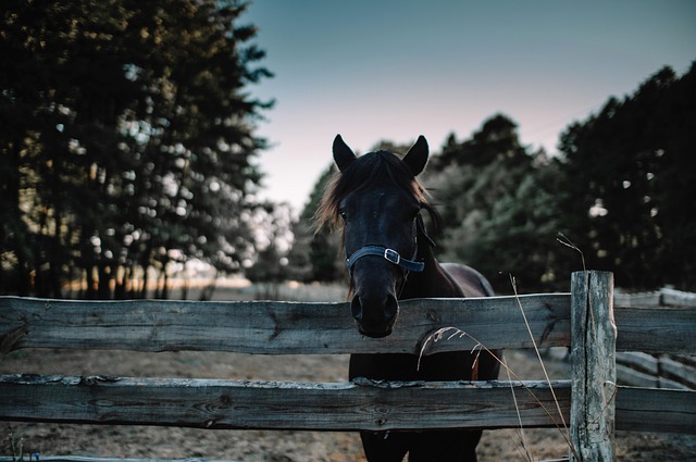 equestrian equipment