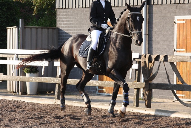 equestrian equipment
