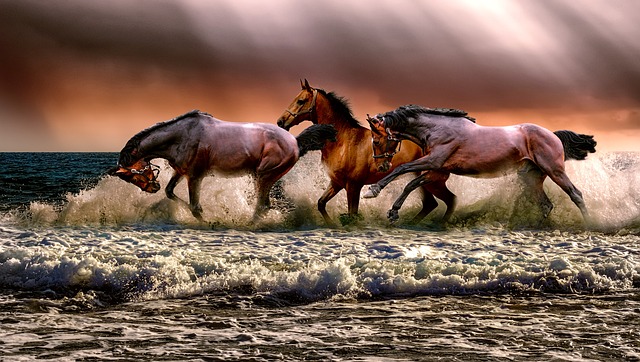 equestrian equipment