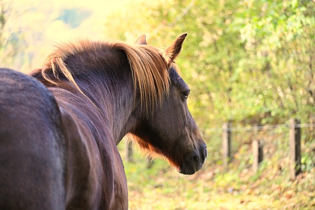 equestrian equipment