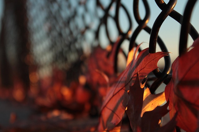 fencing foils